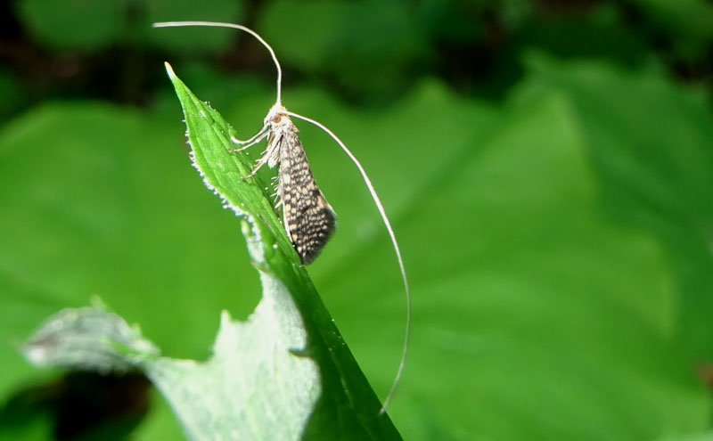 Nematopogon robertella - Adelidae